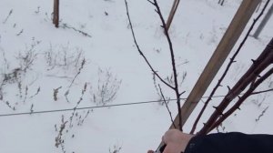 ?Обрезка 3-х летней яблони(формировка веретено),на подвое М-9?