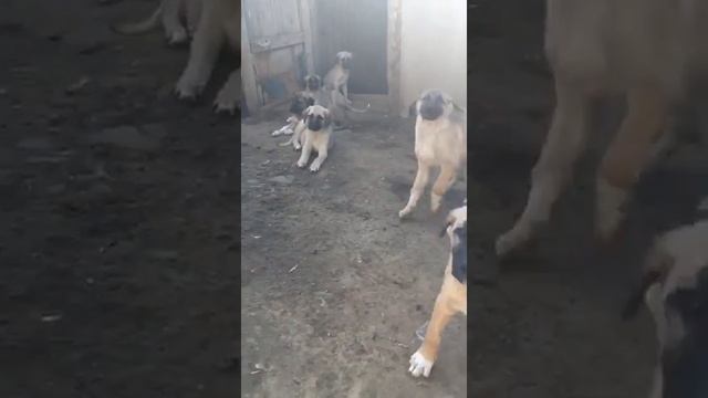 щенки кангала астрахань 2 смотреть онлайн