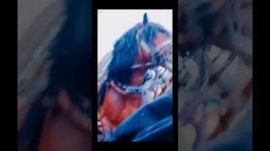 цыганские лошади