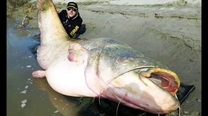 SP150328 181 Сомы-людоеды - Это интересно