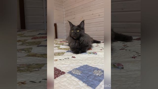 Bette смотреть онлайн