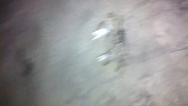 Atlantic Ghost Crab - Краб Призрак [Ocypode quadrata] |NC| смотреть онлайн