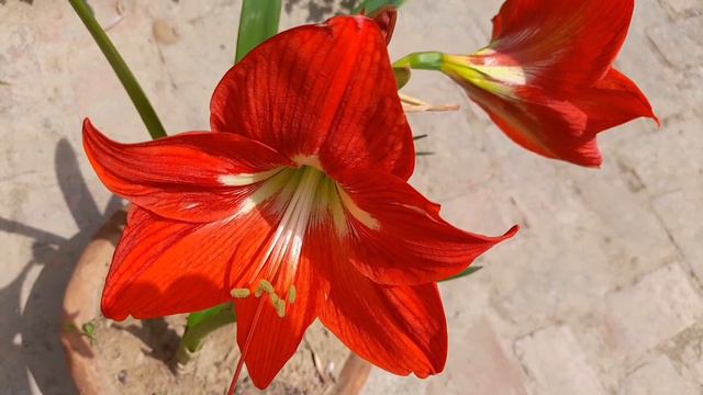 CARE AND TIPS: AMARYLLIS LILY смотреть онлайн