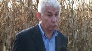 На полях района убирается кукуруза. Урожайность более 90 центнеров с гектара.