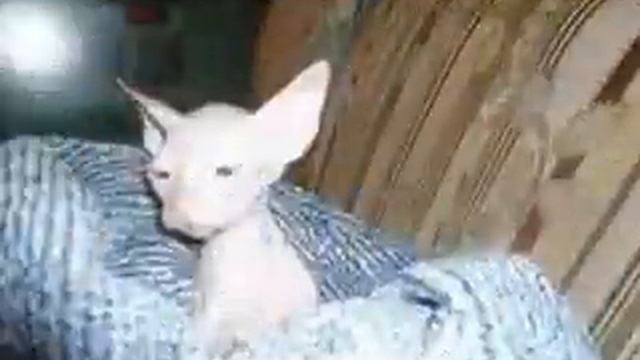 Донской сфинкс смотреть онлайн