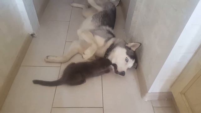 Молодая рысь против хаски смотреть онлайн