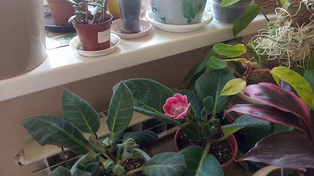 Цветы на кухонном окне смотреть онлайн