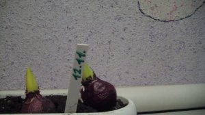 Выгонка ГИАЦИНТОВ в домашних условиях зимой.