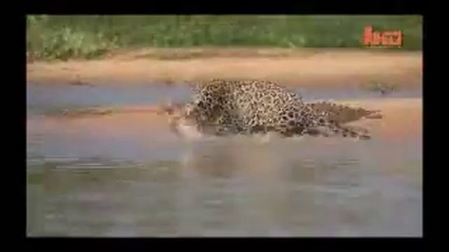 Схватка ягуара и крокодила КРУПНЫМ ПЛАНОМ!!! смотреть онлайн