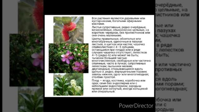 Миртовые и липовые смотреть онлайн