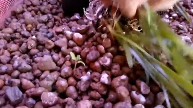 Аквапоника2 смотреть онлайн