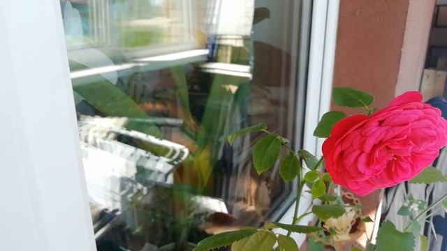 Роза Лидия из коробки, пересорт ?♀️ Шиповник для будущего штамба! ?♀️??♂️ смотреть онлайн