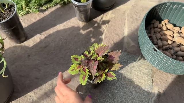 Малоуходный сад осенью. Что с дорожкой? Хейт на канале смотреть онлайн