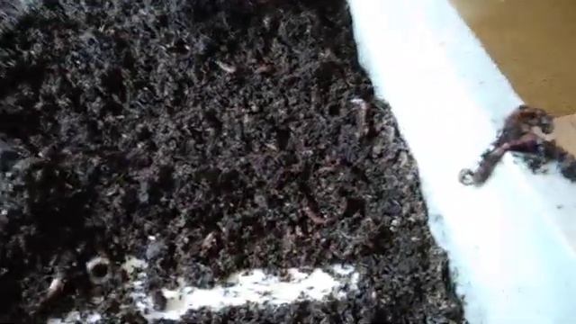 Спаривание??? Нет, страивание!!!))) смотреть онлайн