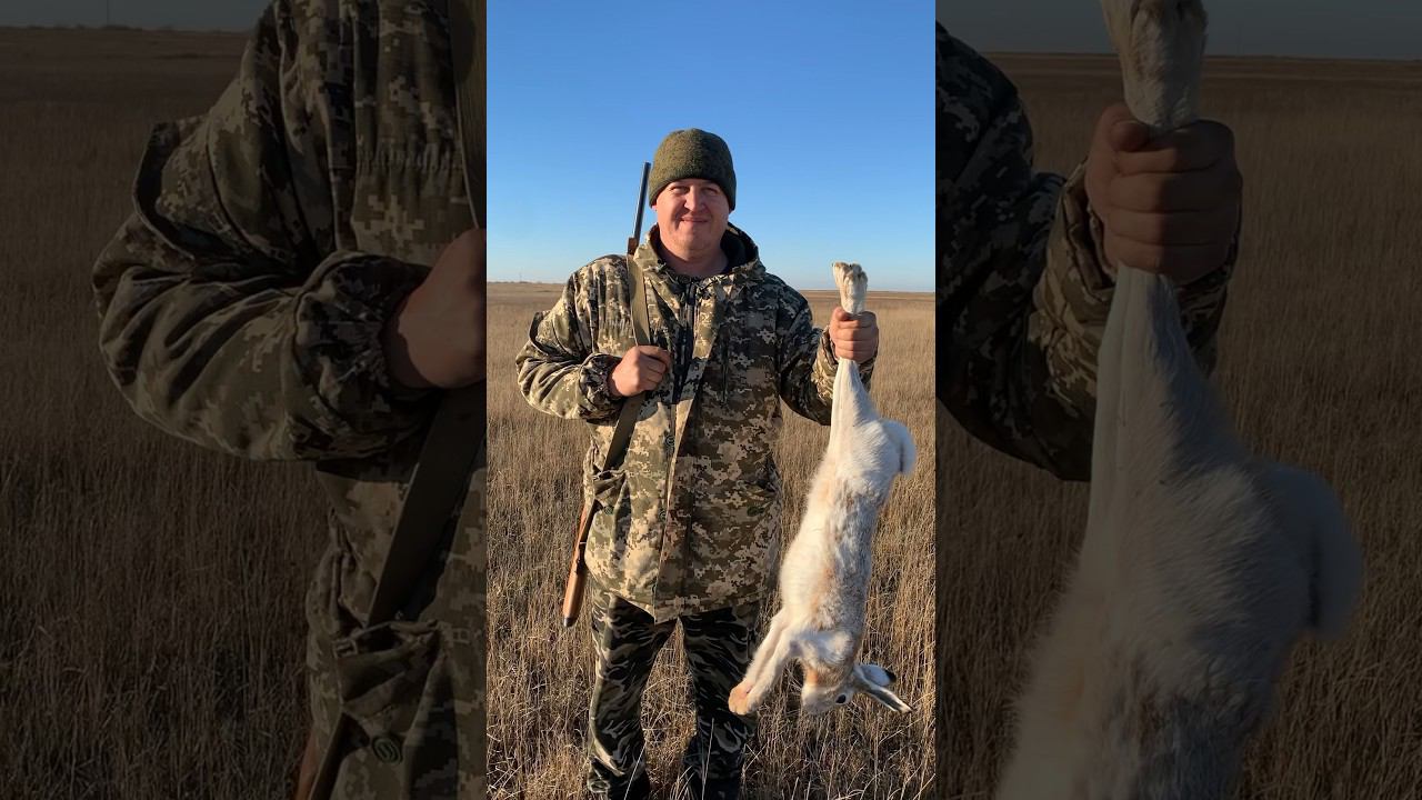 Первый заяц сезона 2023 - 2024 #охота #охотаназайца смотреть онлайн