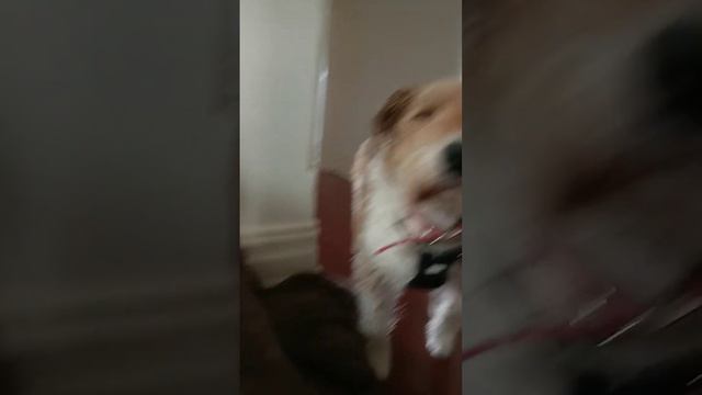 ...puppy's.. смотреть онлайн