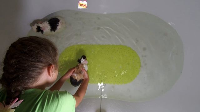 КАК КУПАТЬ МОРСКИХ СВИНОК / КУПАНИЕ МОРСКИХ СВИНОК смотреть онлайн