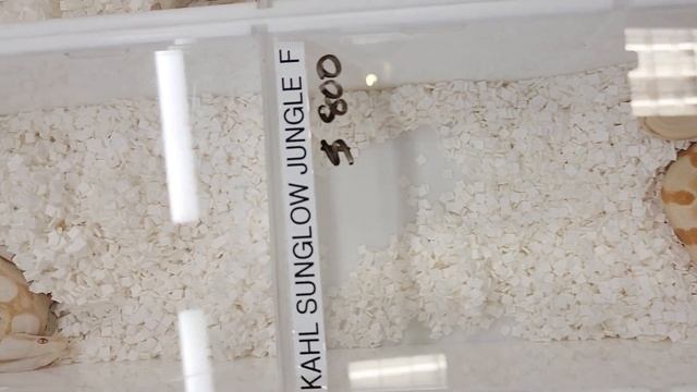 March 2023 Tinley NARBC Snake Party!