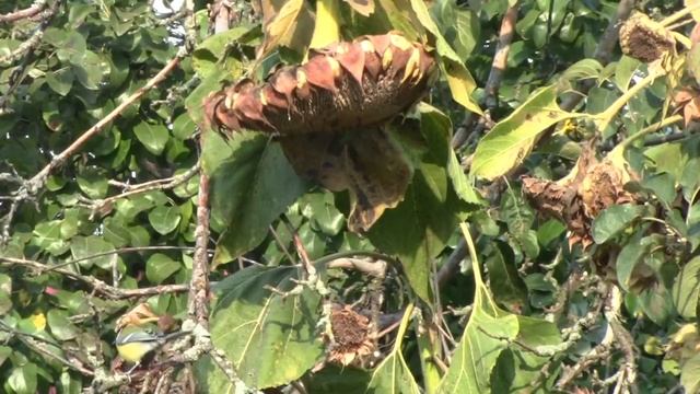 птица синица