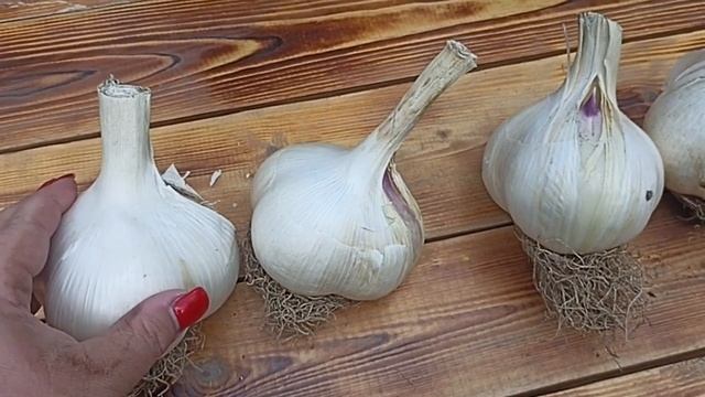 ВНИМАНИЕ! ЖЕЛАЮЩИЕ СЕЙЧАС ПОЛУЧИТЬ ОГРОМНЫЙ ЧЕСНОК МЕДВЕЖИЙ КОГОТЬ // ВАЦАП ДЛЯ ЗАКАЗА 89152558159 смотреть онлайн