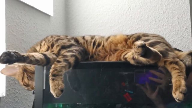 Bengalkatze schläft und träumt, dann passiert das... смотреть онлайн