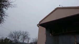 Спортивные голуби / Sport pigeons. В гостях у Геннадия Амбарцумовича! Телефон для связи+79054427441