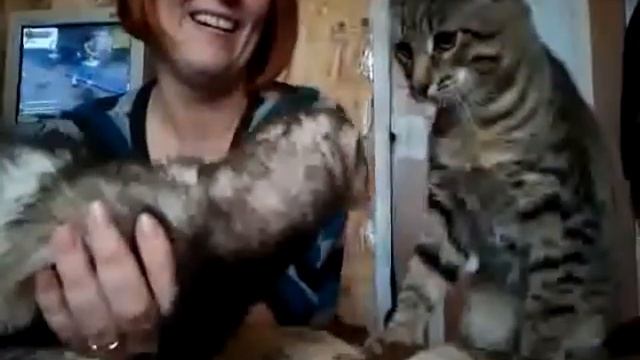 Хорек психанул.3gp смотреть онлайн