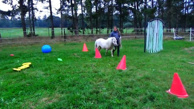 Simple 10 obstacle course for the horse agility certificate course 1 смотреть онлайн
