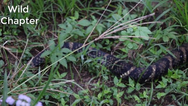 King cobra Vs Python | World's longest venomous snake | Dangerous snake fight смотреть онлайн