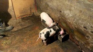 Поросята с чего я начинаю .Выращивание свиней в домашних условиях. Зачем откусывать клыки.