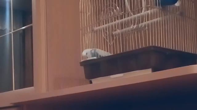 Волнистый попугай Рома вылетает на свободу. Побег из закрытой клетки смотреть онлайн