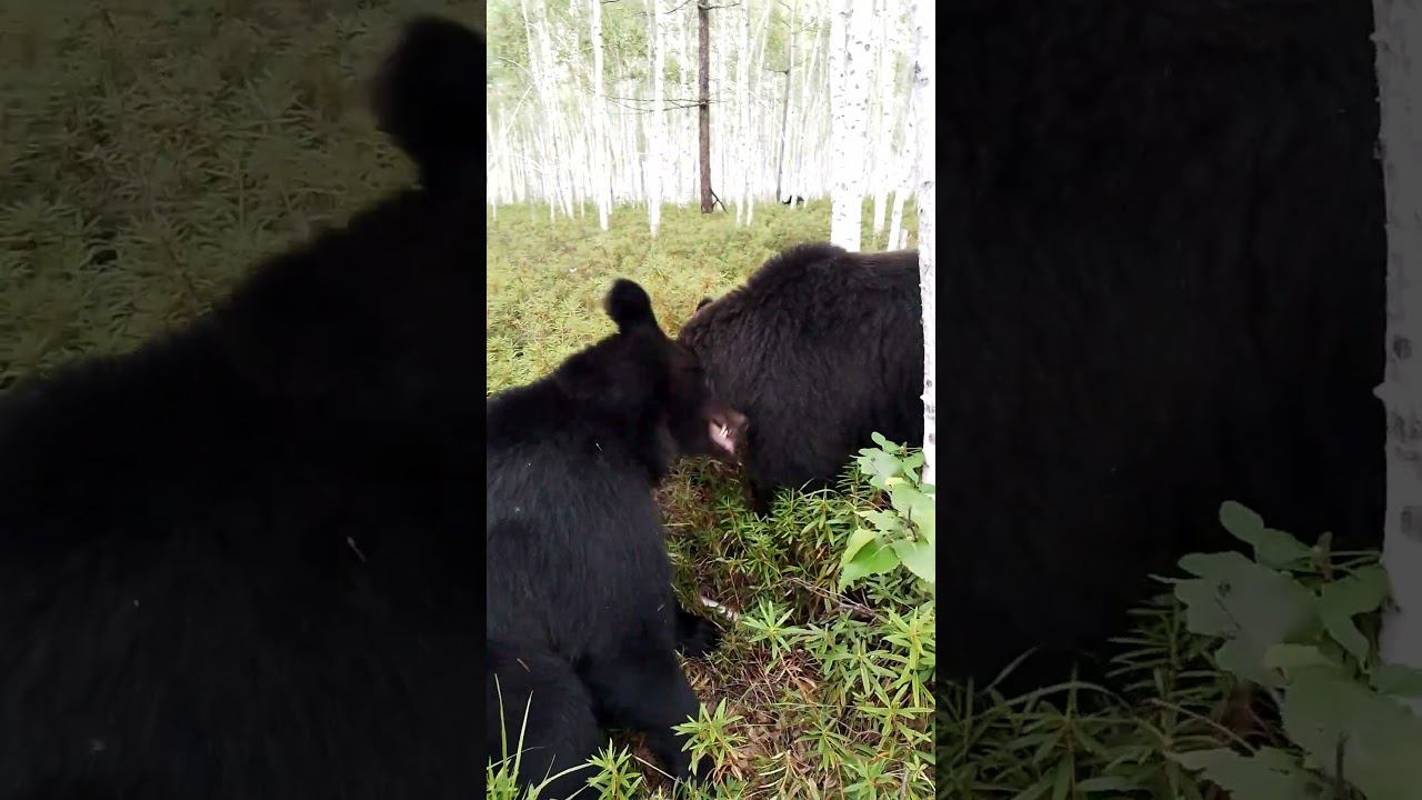 Дуся и скорая помощь. #медведь #bear смотреть онлайн