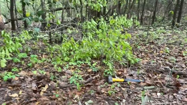 Primitive Pig Trap That WORKS... Survival смотреть онлайн