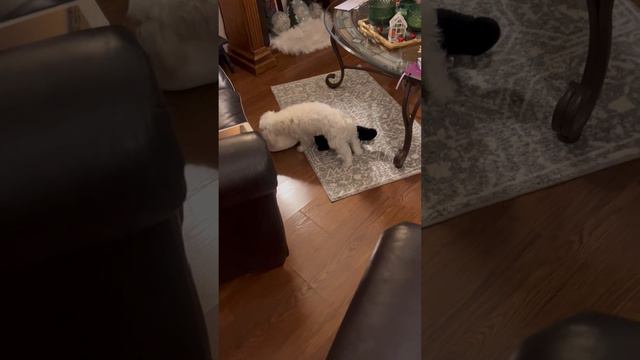I love my teddy bear смотреть онлайн