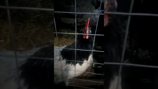 Бойные голуби,куры лакенфельдеры.Днепр. смотреть онлайн