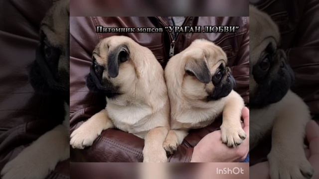 Щенки питомника мопсов УРАГАН ЛЮБВИ. Вайбер/Ватсапп +79295697219 смотреть онлайн