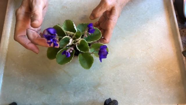 AFRICAN VIOLETS blooming in June. Types reviews. смотреть онлайн