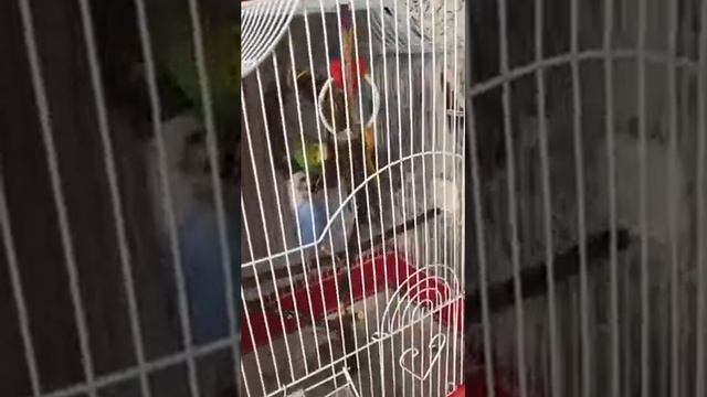 Знакомство волнистых попугаев с кошкой Лизой. День седьмой. смотреть онлайн