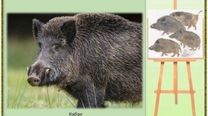 Е. Чарушин. Кабан