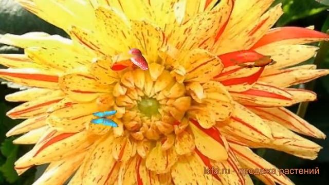 Георгина декоративная Кембридж (dahlia cultorum) ? обзор: как сажать, луковицы георгины Кембридж смотреть онлайн