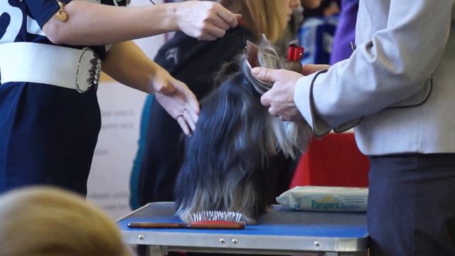 24.11.2013 Тольятти экспертиза Филатова Юниоры кобели смотреть онлайн