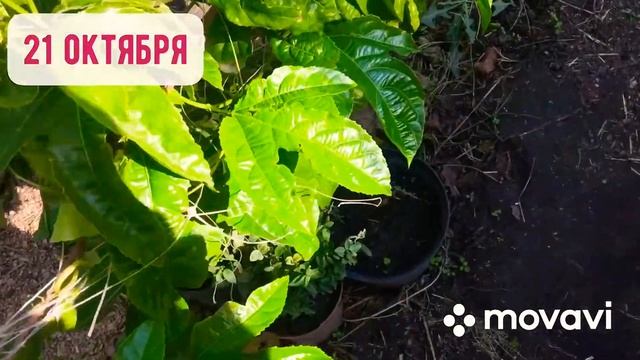 #пассифлораэдулисфредерик Пассифлора Эдулис Фредерик съедобная(Маракуйя) самоплодная.эдулис смотреть онлайн
