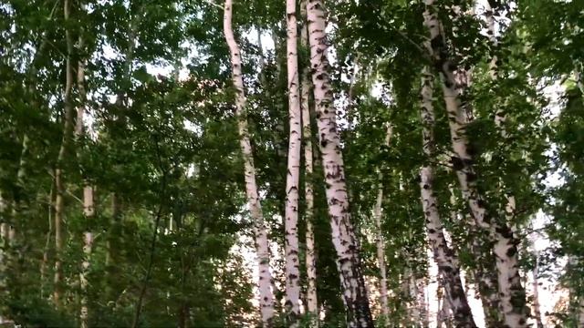 Грачи и ворон #грачи# крик грачей# зеленый лес #березовый лес #крик грачей# смотреть онлайн