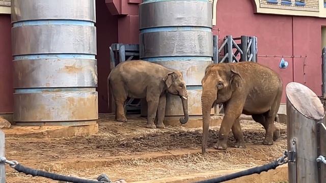 Ваня в московском зоопарке .жираф ,зебры ,слоны и многие другие ?