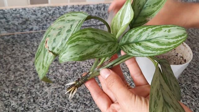 AGLAONEMA ÇİÇEĞİ NASIL KÖKLENDİRİLİR. BİR ÇİÇEK İÇİN 6 AY BEKLEDİM,😌 BEKLEDİĞİME DEĞDİ. смотреть онлайн