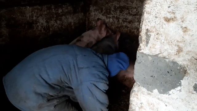 ЗАБОЙ СВИНЕЙ БЕКОНКА // ПОСЫЛКА СЛАВОН88 ШОПЕР