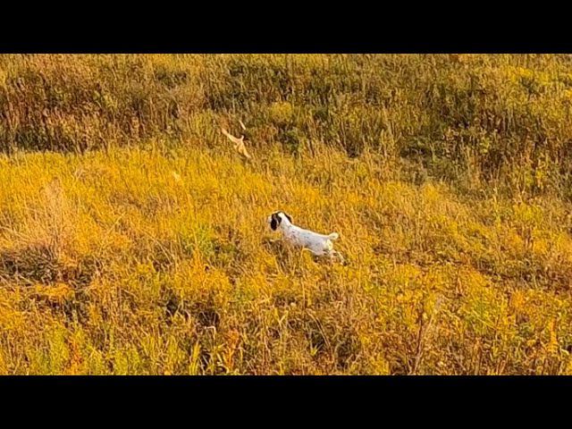 Дуплет по куропаткам. Охота с русским охотничьим спаниелем смотреть онлайн
