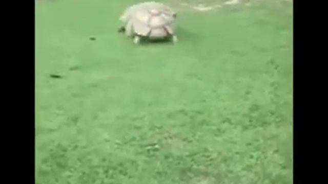 Мне нравится это видео а вам как пишите в крментариях и потписывайтесь смотреть онлайн