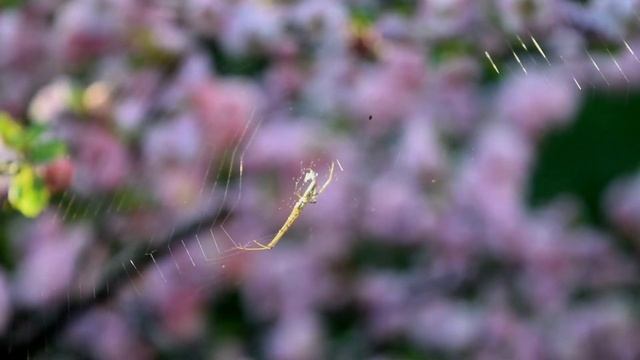 NIKON D3300-Video macro смотреть онлайн