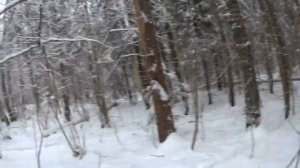 охота с русской гончей на зайца